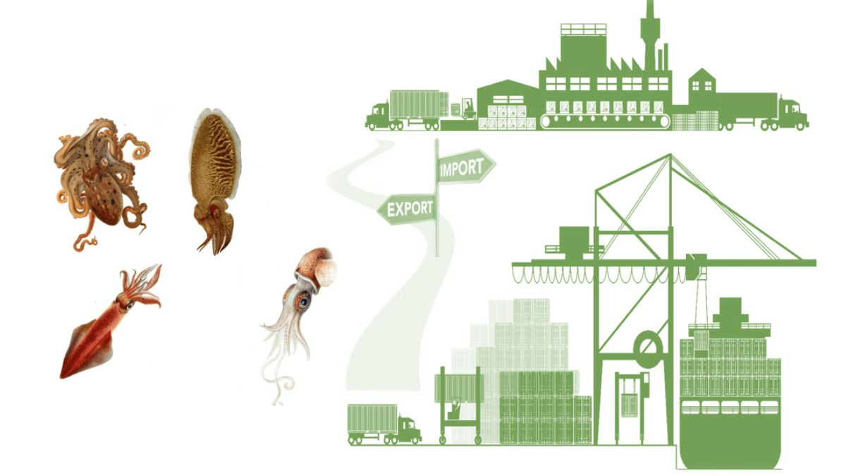 Quy trình làm thủ tục nhập khẩu mực đông lạnh