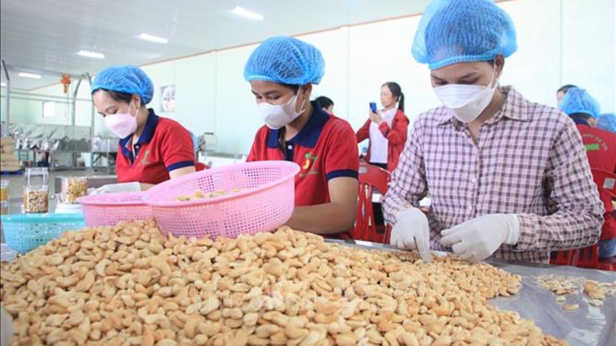 Công nhân đóng gói hạt điều xuất khẩu tại Công ty